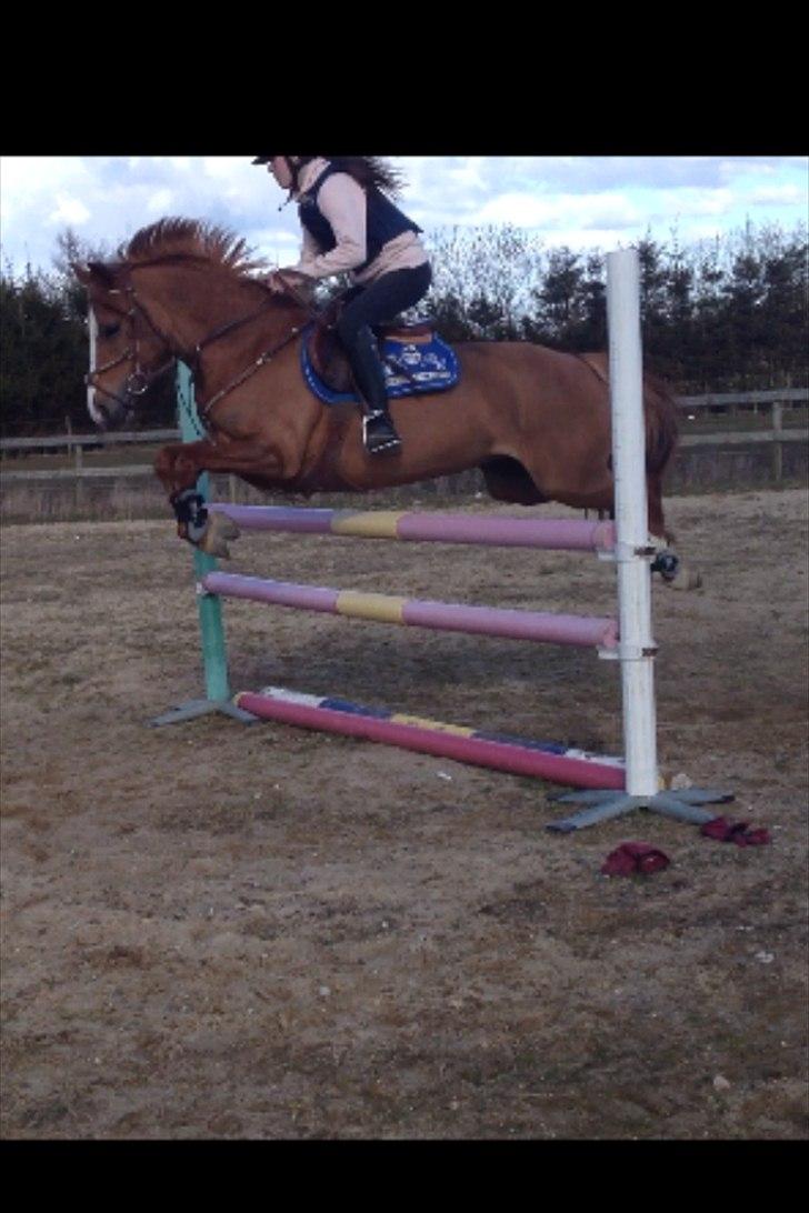 Welsh Cob (sec D) Flora <<3 billede 18