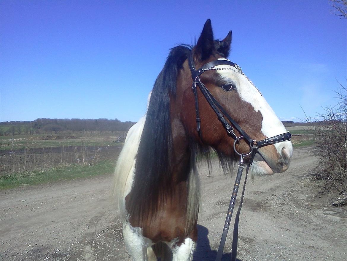 Tinker Satin´s Bacardi (tidligere hest)  - posere foran cameraet med sit helt nye pandebånd:) billede 7