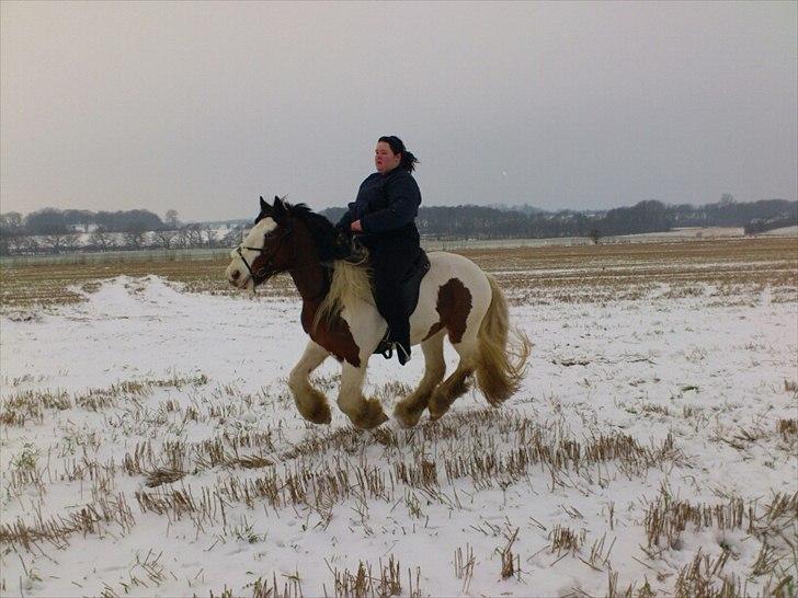 Tinker Satin´s Bacardi (tidligere hest)  - Year, Gallop i sne, sjovt. billede 19