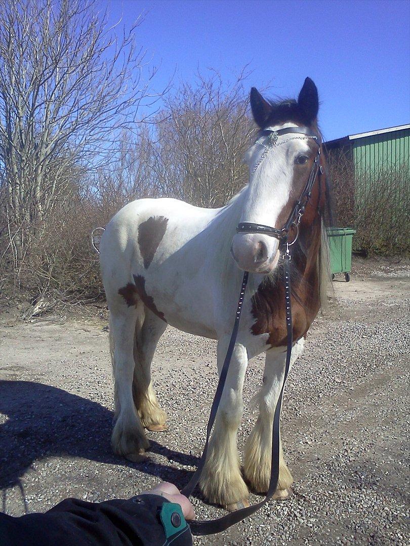 Tinker Satin´s Bacardi (tidligere hest)  - Lækker er jeg da;) billede 6