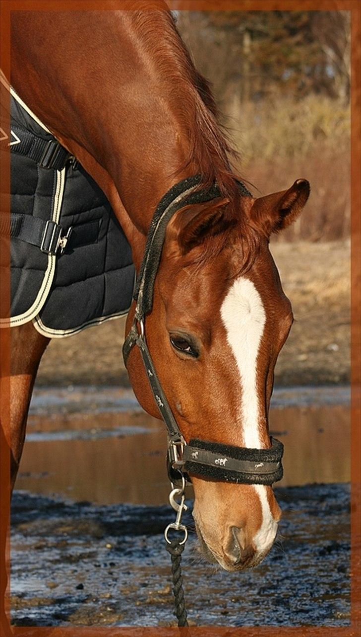 Dansk Varmblod Gullhøjs Limano billede 16