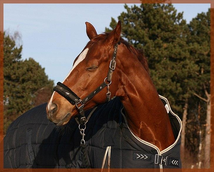 Dansk Varmblod Gullhøjs Limano billede 13