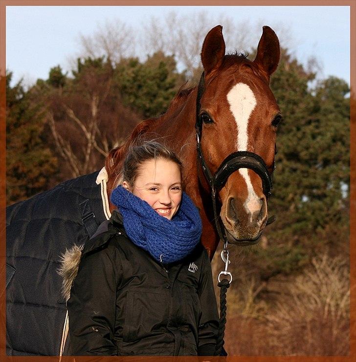 Dansk Varmblod Gullhøjs Limano billede 15