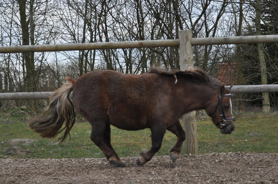 Shetlænder KJÆRSGAARDS AMINA - 5 årige Amina i galop på ridebanen d.7 april 2012 :)  billede 16