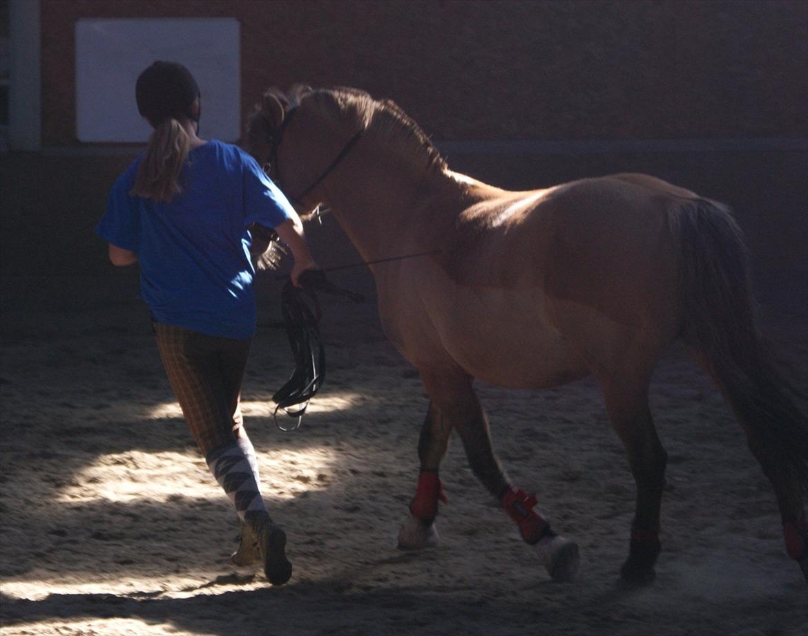 Anden særlig race Penny [Min eneste ene] - Synkron trav! :'-)<3 
Undskylder for kvaliteten billede 8