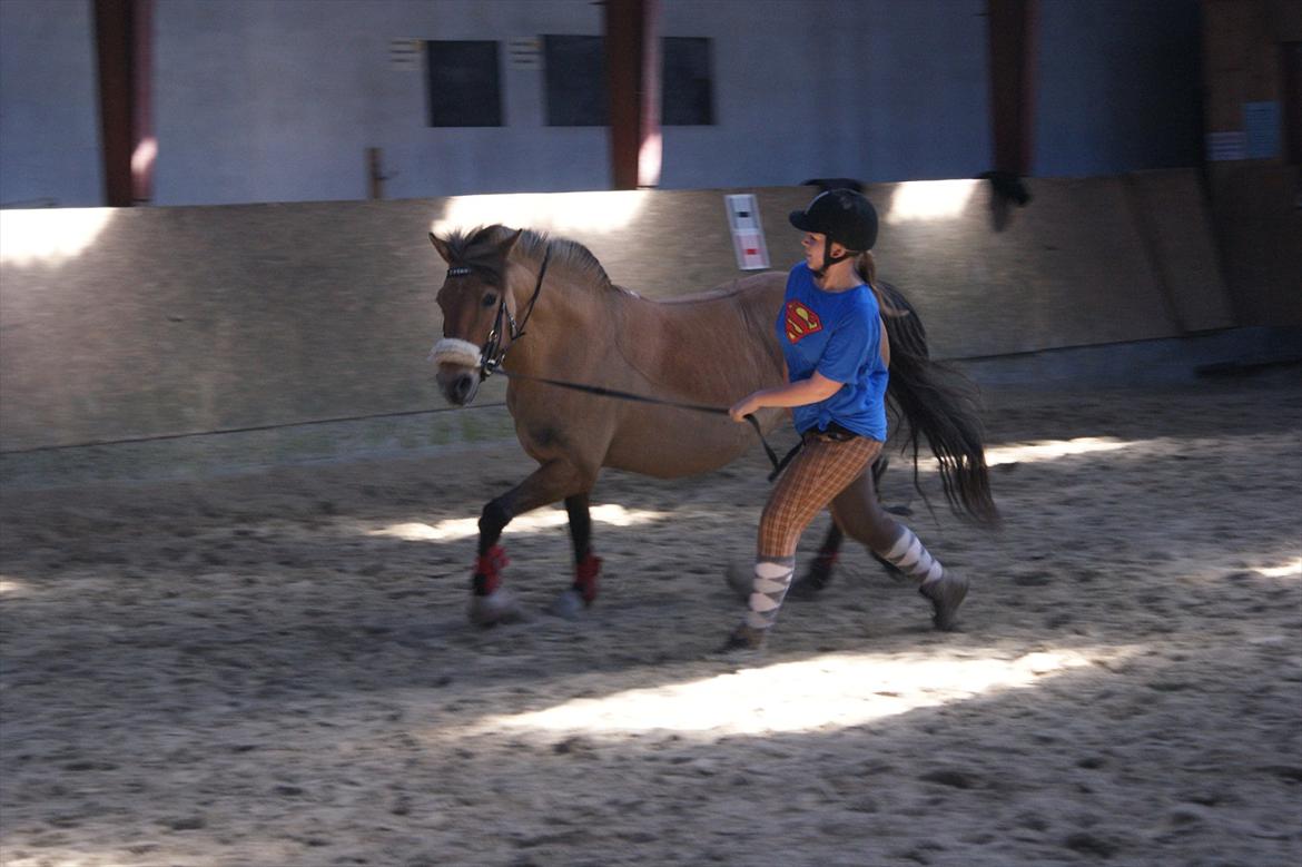 Anden særlig race Penny [Min eneste ene] - Synkron galop :'-) 
Undskylder kvaliteten billede 10