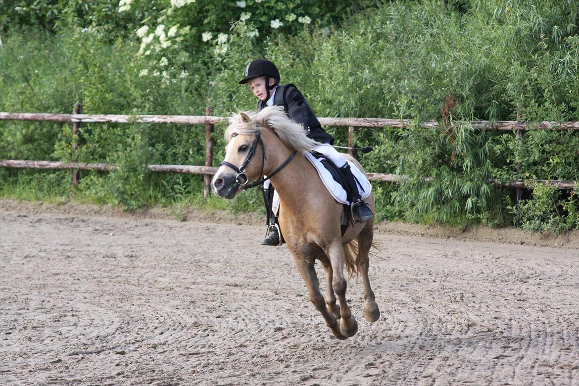 Palomino Kosmo (min egen)  (spring stjernen) billede 1