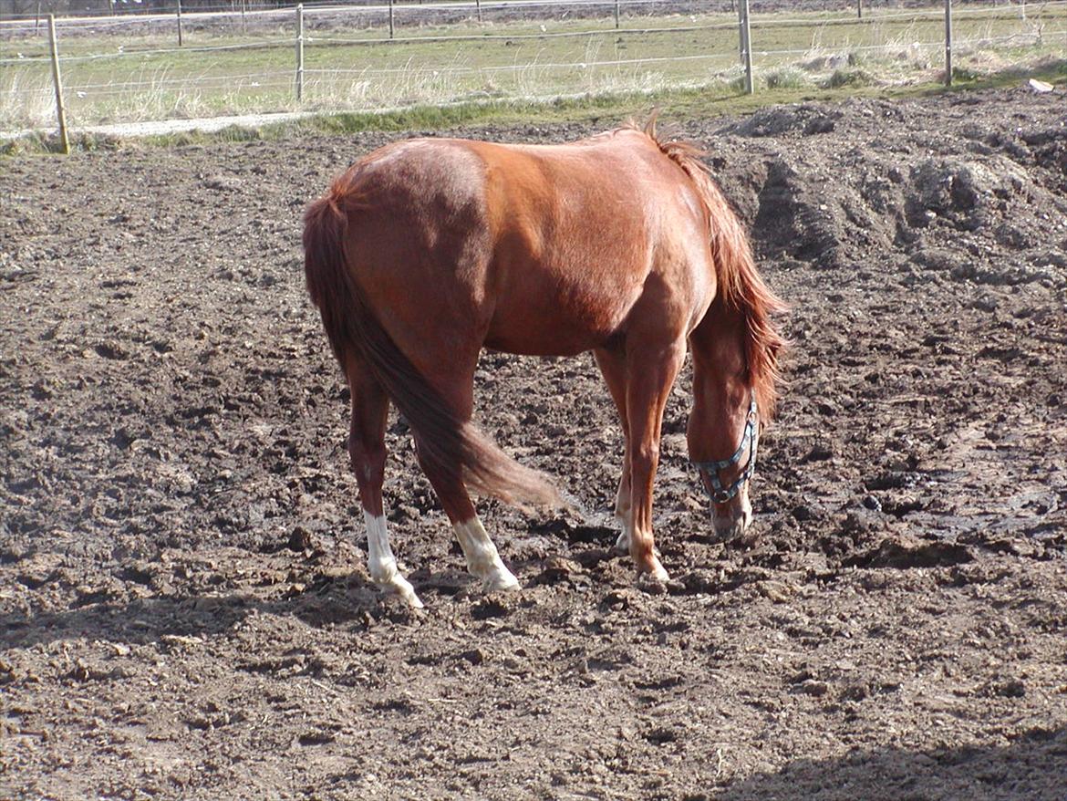 Anden særlig race joy<3  "vsr" - Joysen på fold <3<3

foto: Malene O (mig) billede 10