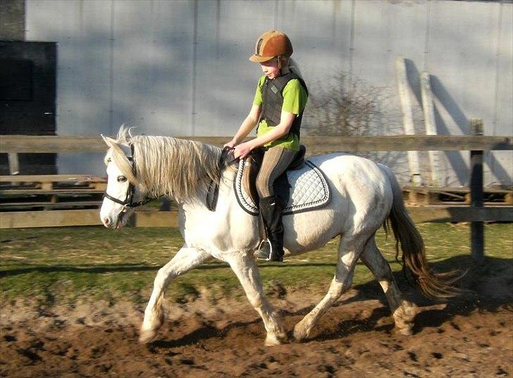 Anden særlig race Andy billede 9