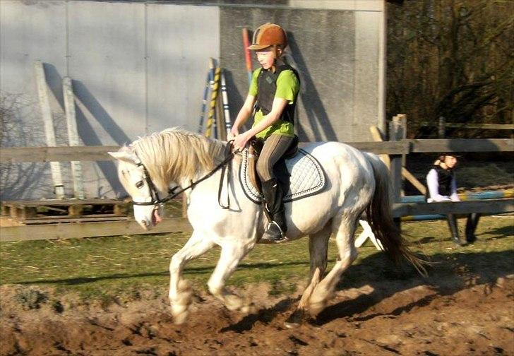 Anden særlig race Andy billede 7