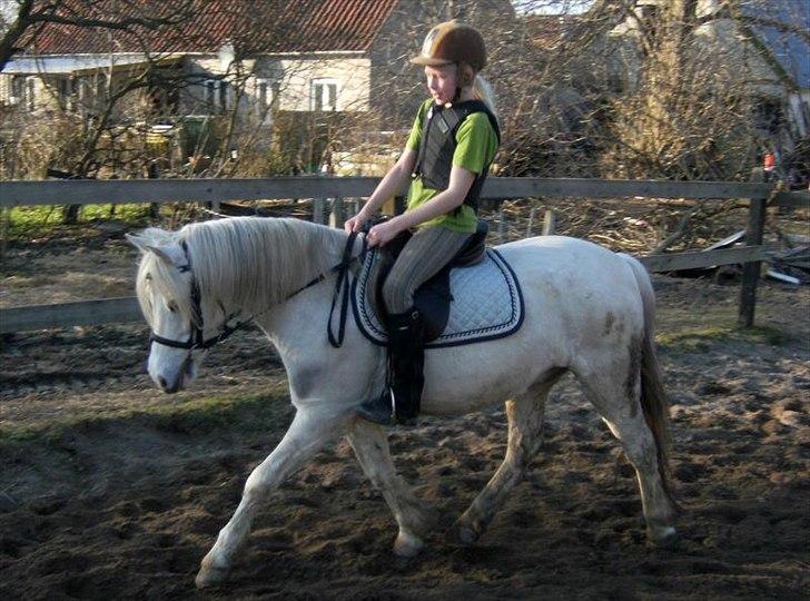 Anden særlig race Andy billede 5