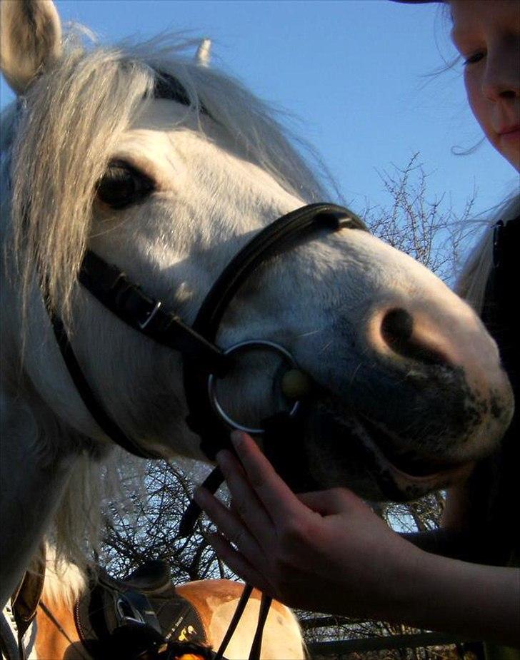 Anden særlig race Andy billede 2
