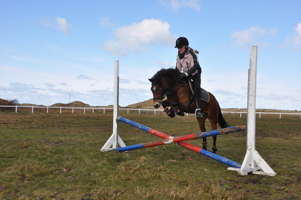 Dartmoor Innis Isabella (ninjaen);D R.I.P - når hvar det kun et lille spring:)
Fotograf: Lotte billede 4