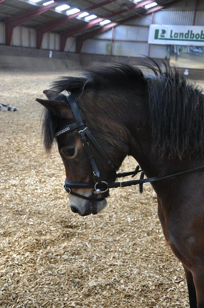 Dartmoor Innis Isabella (ninjaen);D R.I.P - Jeg er bare dygtig:)
Fotograf: Lotte billede 7