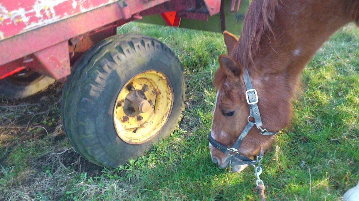 Lipizzaner †Sokrates Neapolitano† - Tano ved hestevognen.. :) Han er hel kold over for den billede 9