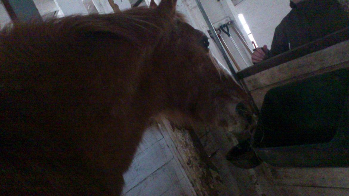 Lipizzaner †Sokrates Neapolitano† - Første dag det kom det nye sted :D billede 13