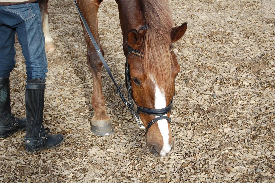 New Forest Kantje's Bardoes billede 3