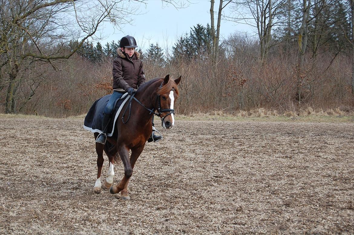 New Forest Kantje's Bardoes - Første gang på udendørsbanen billede 2