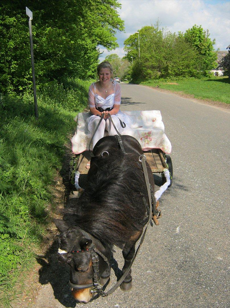 Shetlænder Robin - Da jeg blev hentet af Robin til min konfirmation! :D<3 billede 4