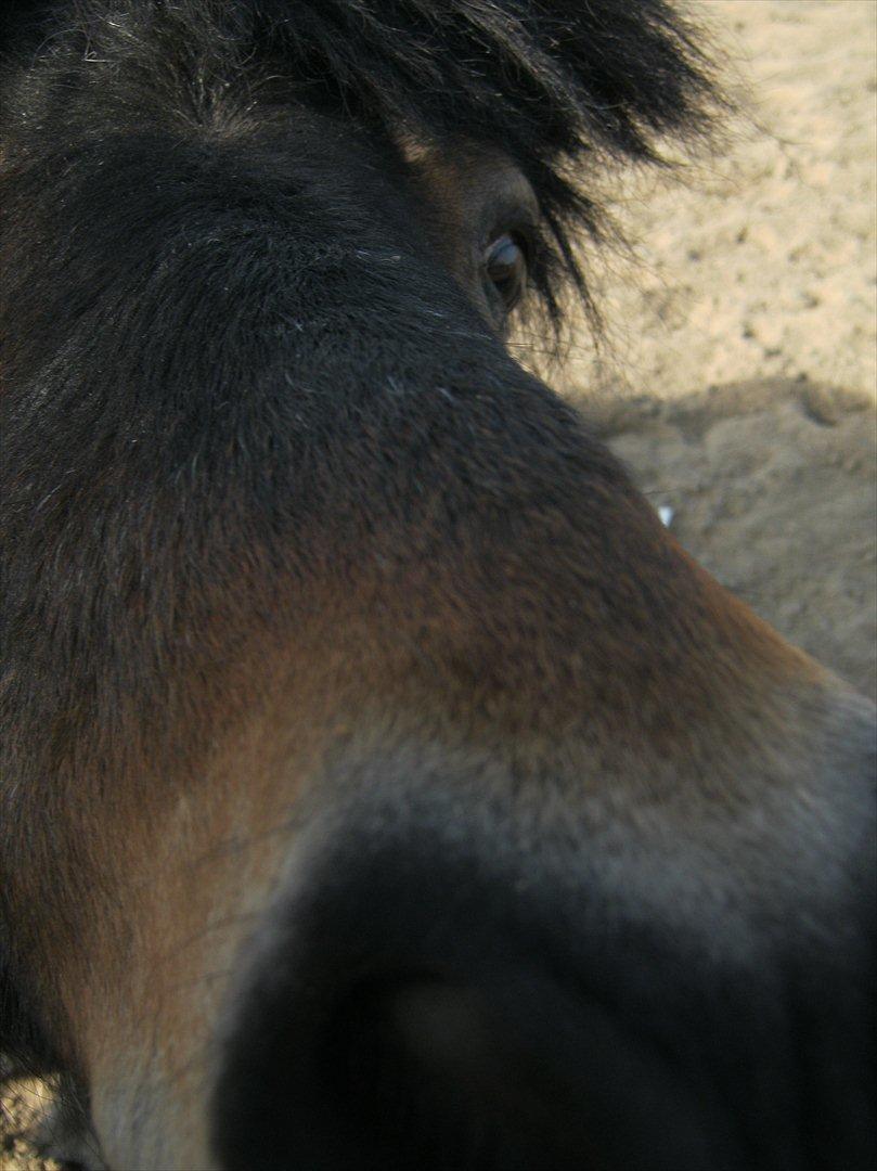 Shetlænder Robin - " Hva' er det?" xD billede 10