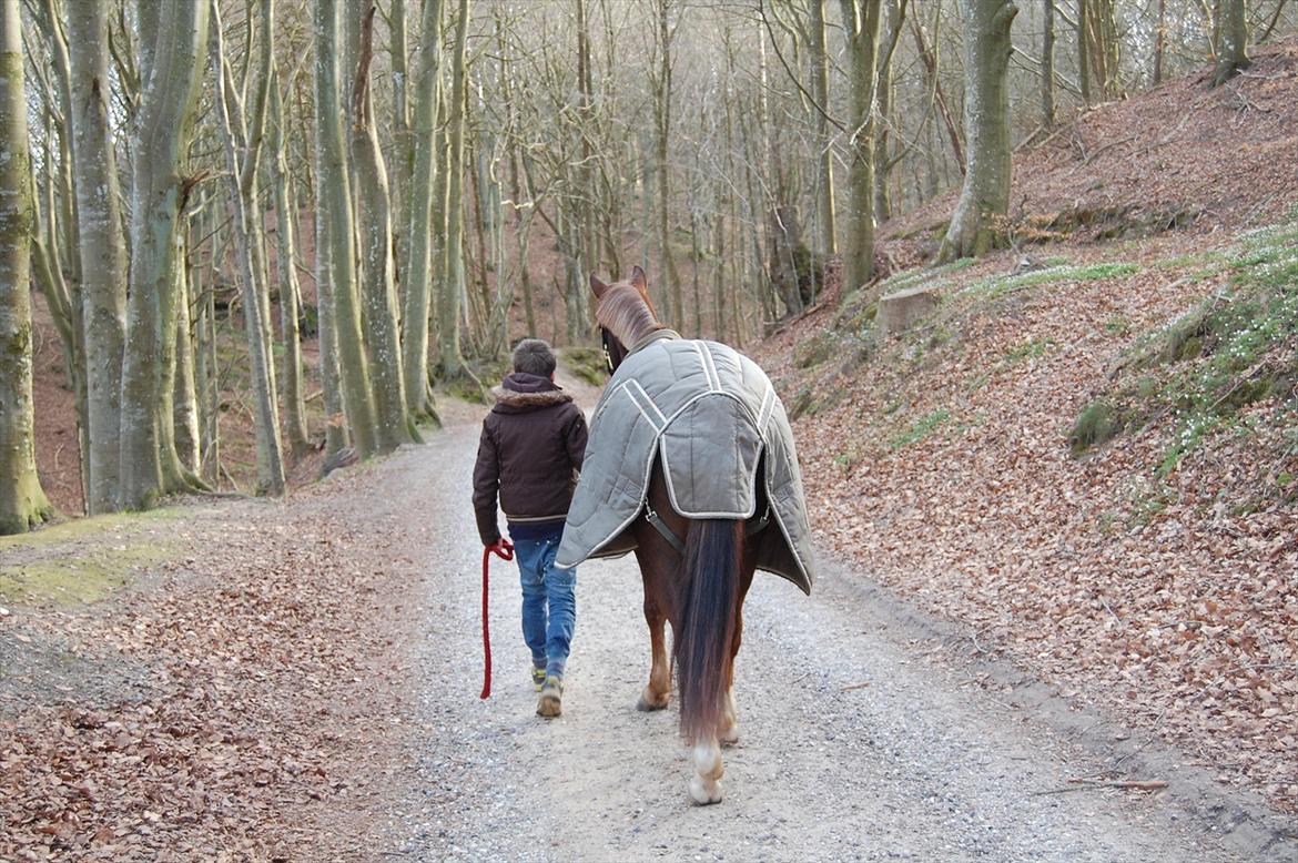 New Forest Kantje's Bardoes - Tak fordi at du kiggede med:o) billede 18