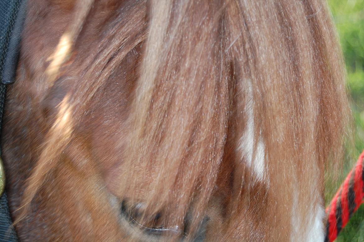 New Forest Kantje's Bardoes billede 5