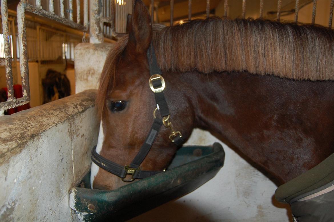 New Forest Kantje's Bardoes - Dejlig med lidt mad:) billede 6