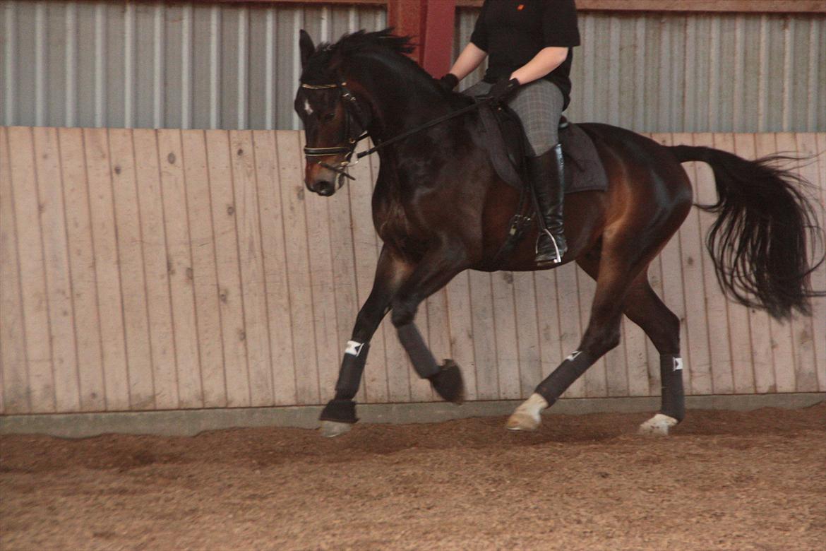 Oldenborg Quikstep af Østerholm  billede 4