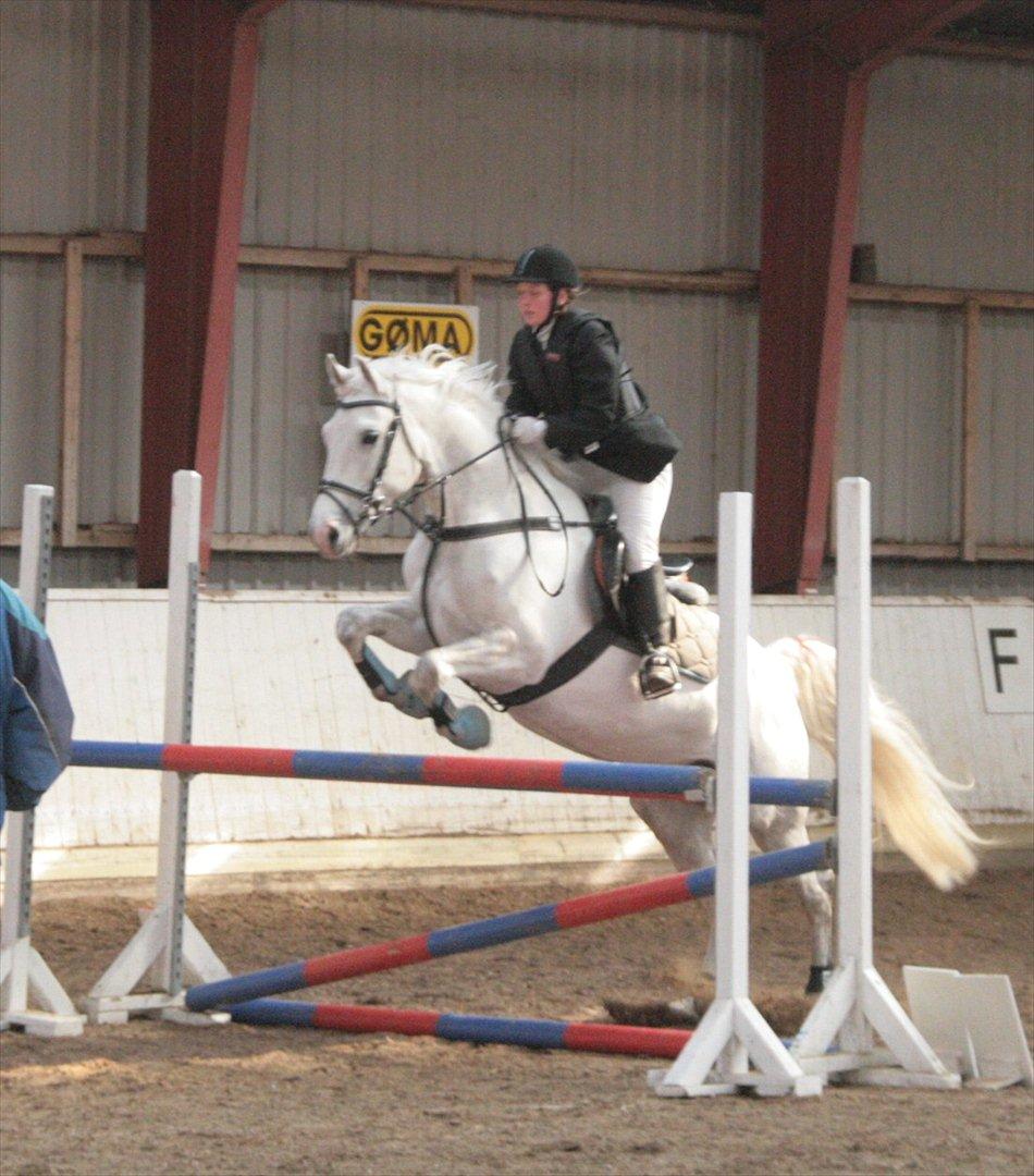 Anden særlig race Miss Furio - LB i Langå billede 19