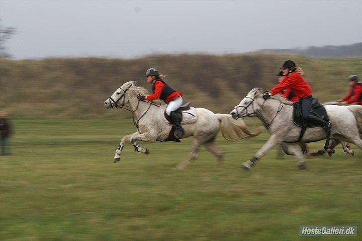 Anden særlig race 'Magic Sunshine -*Magizen* *Maggie* billede 18