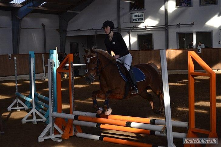 Anden særlig race Isabell (DEN BEDSTE) Solgt - stævne 26/2-12 
60 eller 70cm
0 fejl i begge rundter
tager af Chatrine Christensen billede 7