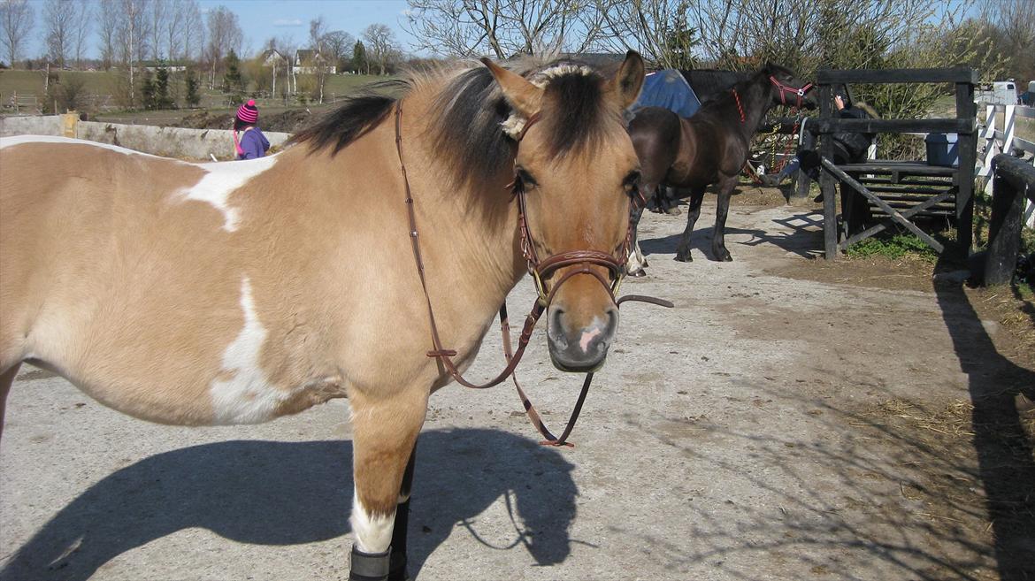 Anden særlig race Emma Merci (Min prinsesse) mit et & alt<3 - Prinsessen på en skøn forårsdag <3 billede 12