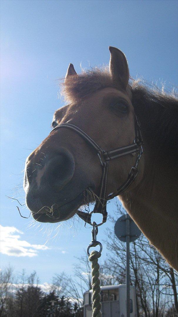 Anden særlig race Emma Merci (Min prinsesse) mit et & alt<3 - Min smukke Prinsesse :* billede 6