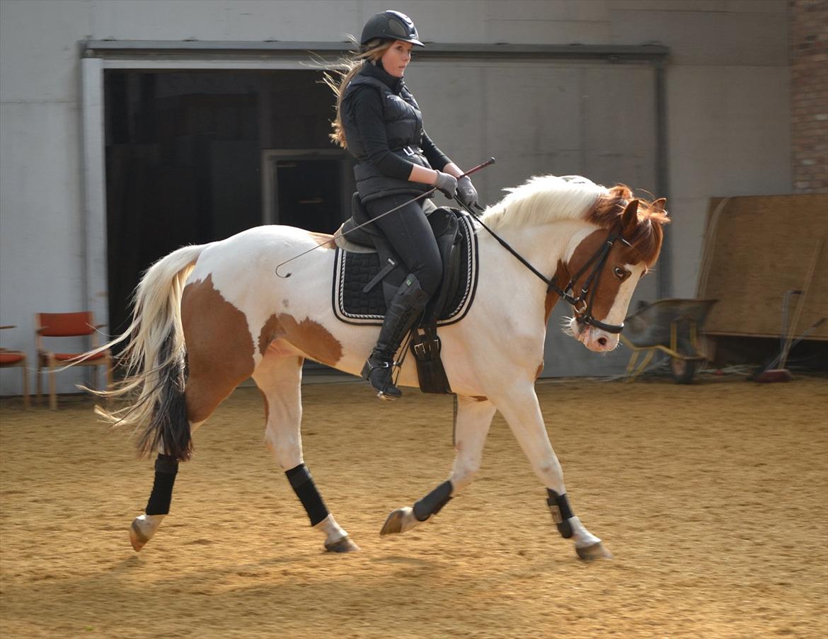 Hollandsk Sportspony Zwier billede 2