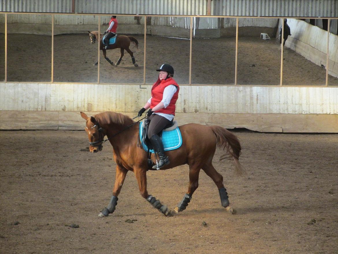 Anden særlig race Quintus Kashmir - Dressur træning d. 8/4-12 Quintus har udviklet sig rigtig rigtig meget :D <3 Jeg elsker dig !! billede 3