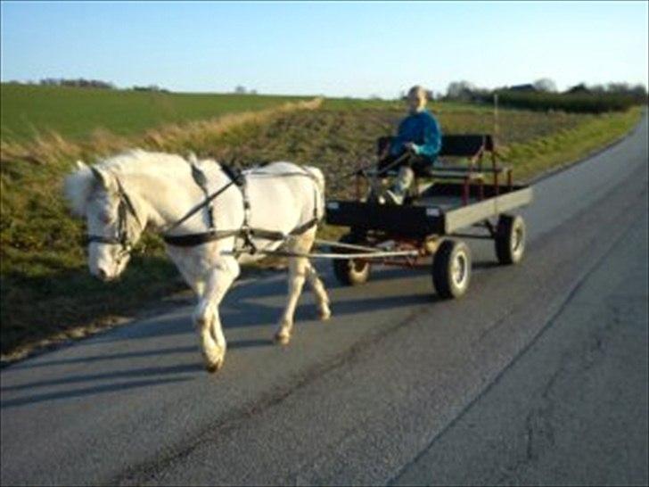 Knabstrupper spidi (søsters pony) billede 19