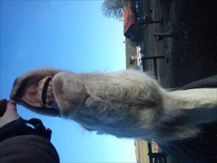 Knabstrupper spidi (søsters pony) billede 20