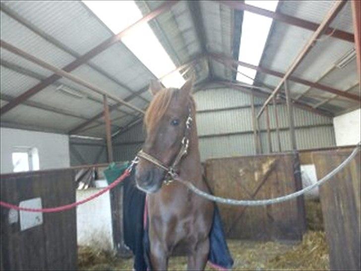 Tysk Sportspony Vario Van De Mispelaere<3 *B-pony* billede 18