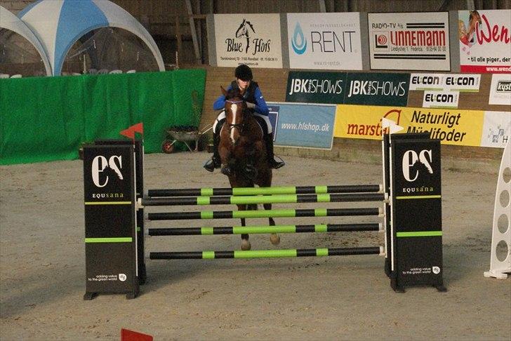 Zangersheide Elco Du Buisson Z - LA** eller Youngster 135 cm. 
Til DM indendøres, Fredericia Rideklub. billede 1