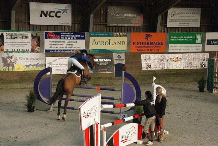 Zangersheide Elco Du Buisson Z - LA** eller Youngster 135 cm. 
Til DM indendøres, Fredericia Rideklub. billede 2