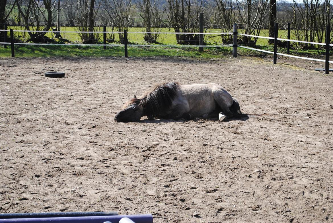 Anden særlig race Skovbjerggaards Astucia - Lige efter træning. Jeg havde stået og striglet hende i 30 minutter... og det er så takken for det :) billede 16