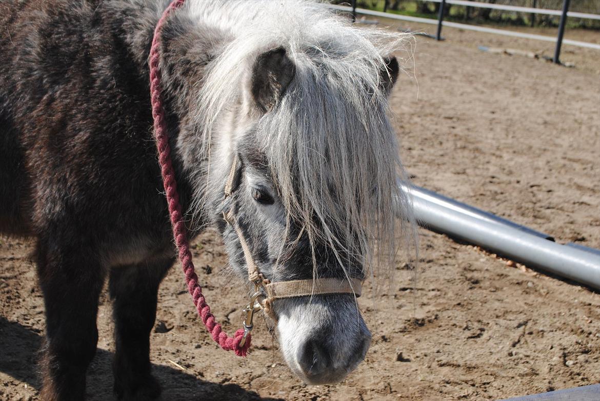 Shetlænder Bergeruds Jasmin - 8-4-2012<3 billede 20