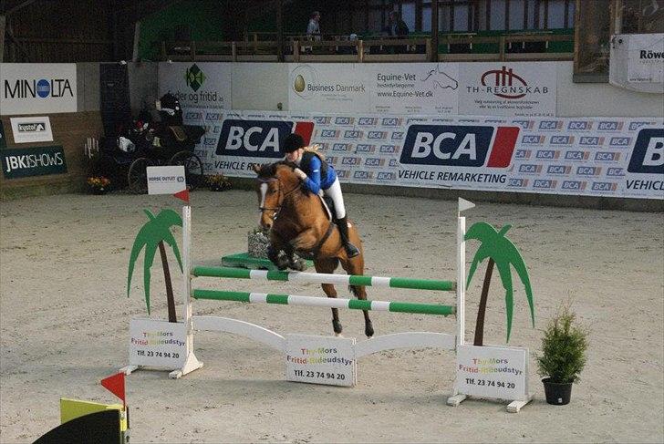 Zangersheide Elco Du Buisson Z - LA** eller Youngster 135 cm. 
Til DM indendøres, Fredericia Rideklub. billede 4