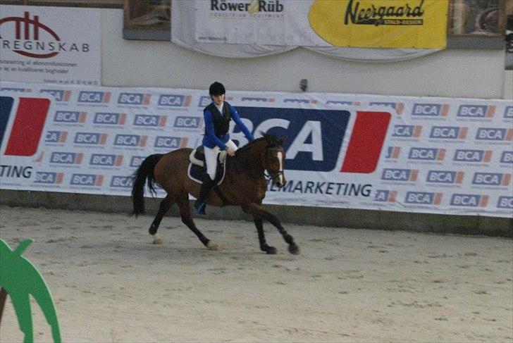 Zangersheide Elco Du Buisson Z - Til DM indendøres, Fredericia Rideklub. billede 5