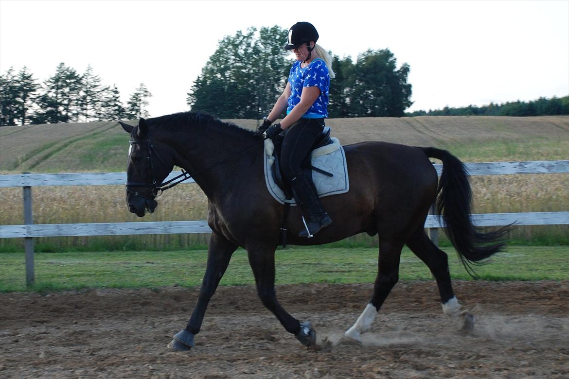 Oldenborg Maverick Mit et og alt!! :-* <3 - En fremragene rytter kan høre sin hest hviske, en god rytter kan høre sin hest tale, men en dårlig rytter kan ikke engang høre sin hest råbe billede 4
