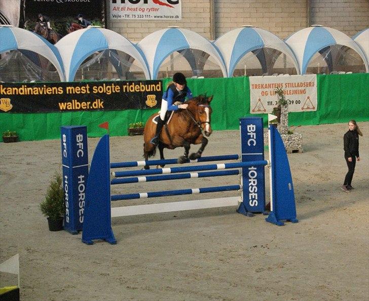 Zangersheide Elco Du Buisson Z - LA**/ MB* eller Youngster 135 cm. 
Til DM indendøres, Fredericia Rideklub. billede 6