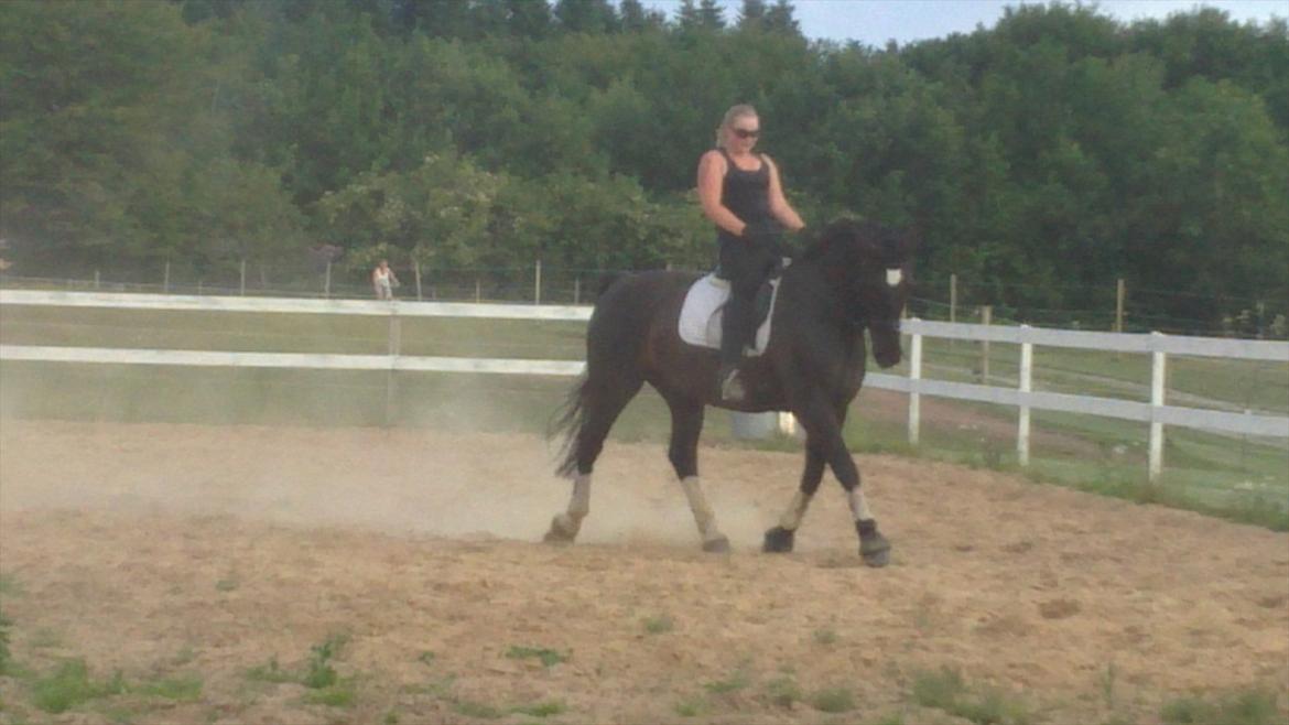 Oldenborg Maverick Mit et og alt!! :-* <3 - Hesten er et spejl som viser dine fejl. billede 7