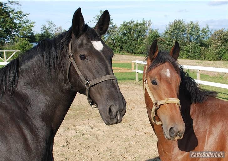 Oldenborg Maverick Mit et og alt!! :-* <3 - hvor voldelig handling tager fat, der stopper kunsten brat. billede 8