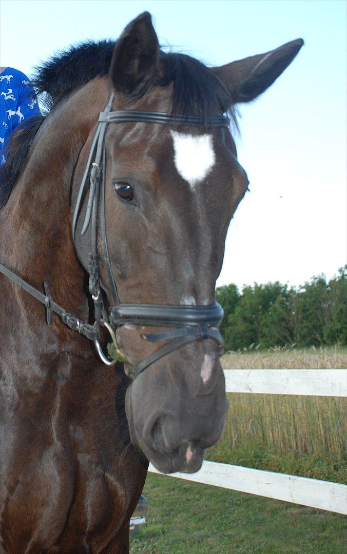 Oldenborg Maverick Mit et og alt!! :-* <3 - I hestens øjne kan du spejle din sjæl billede 10
