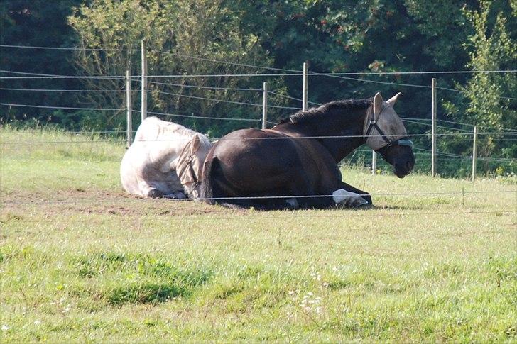Oldenborg Maverick Mit et og alt!! :-* <3 - min lille skat er bleven træt sammen med sin lille ven ^^ billede 11